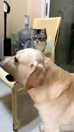 9.gif