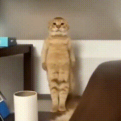 3.gif