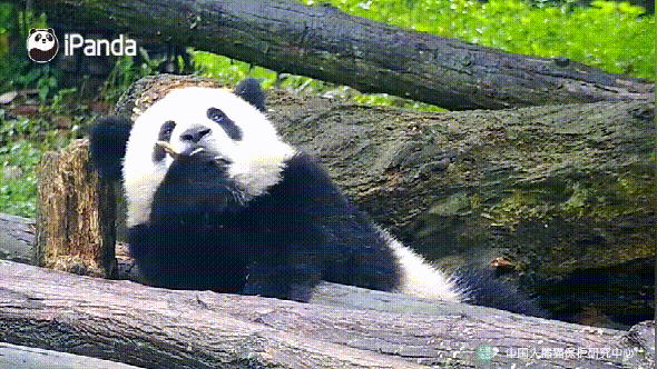 7.gif