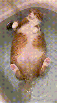 7.gif