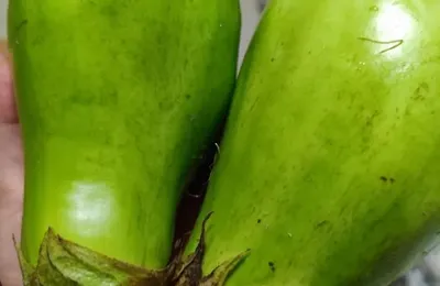 Why Are Most Eggplants in Liaoning Green?