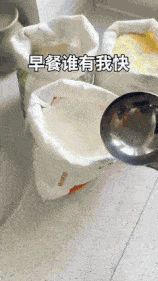 21_compressed.gif